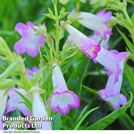 Penstemon 'Laura'