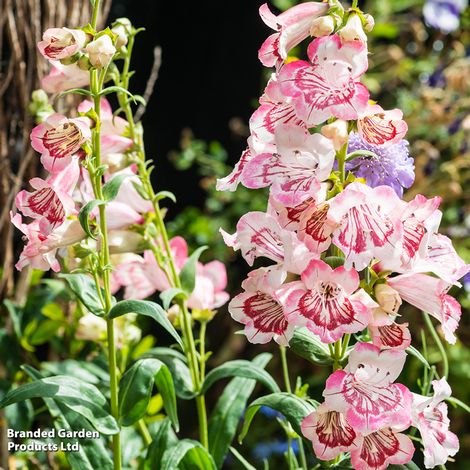 Penstemon Collection