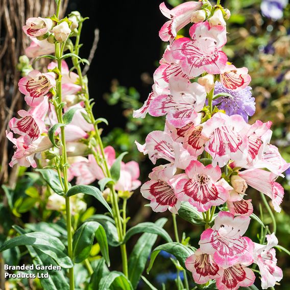 Penstemon 'Strawberries & Cream'