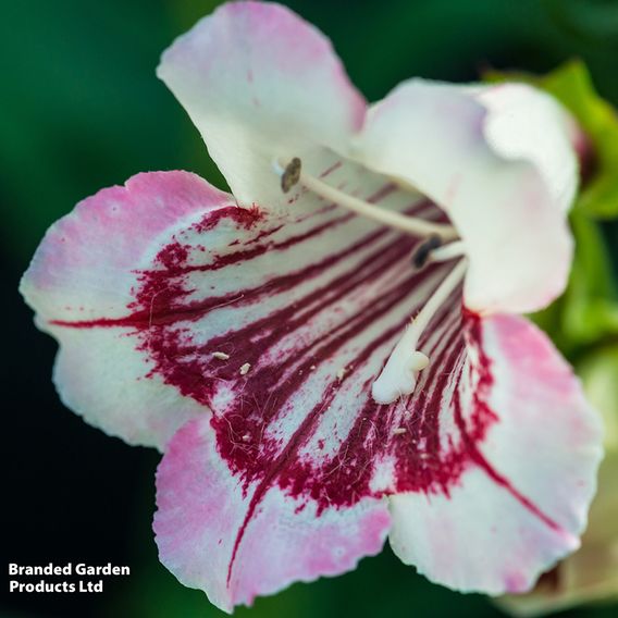 Penstemon 'Strawberries & Cream'