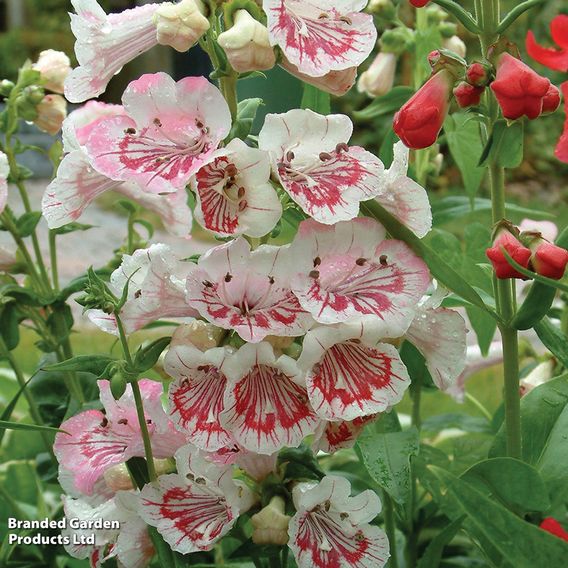 Penstemon 'Strawberries & Cream'