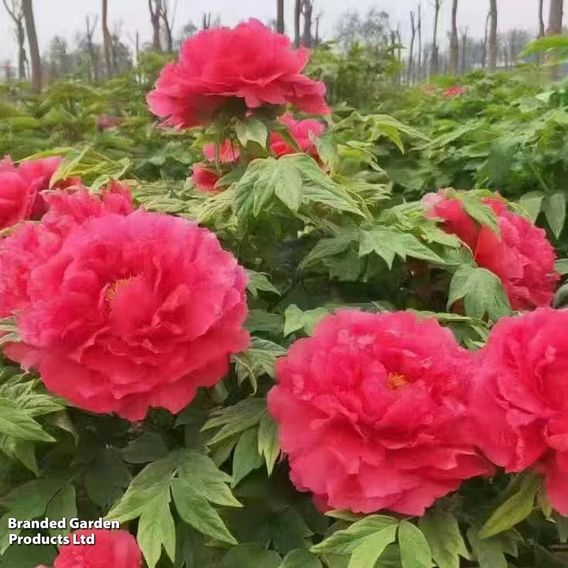 Tree Peony 'Asahi-minato'