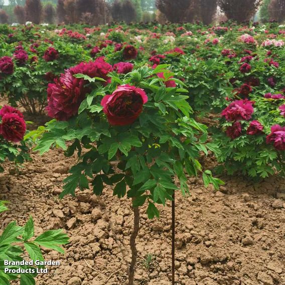 Tree Peony 'Bai Yuan Hong Xia'