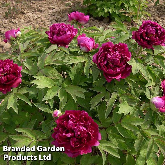 Tree Peony 'Bai Yuan Hong Xia'