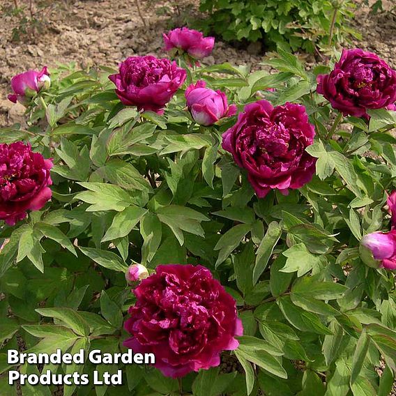 Tree Peony 'Bai Yuan Hong Xia'