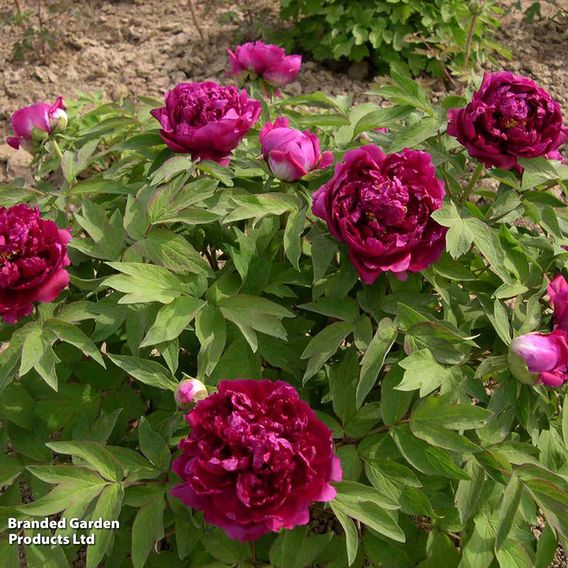 Tree Peony 'Bai Yuan Hong Xia'
