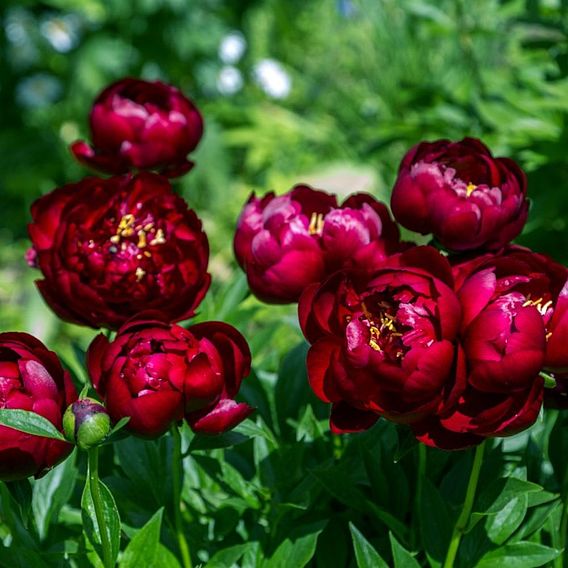 Peony 'Buckeye Belle'