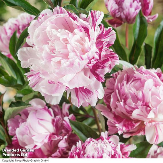 Peony 'Candy Stripe'