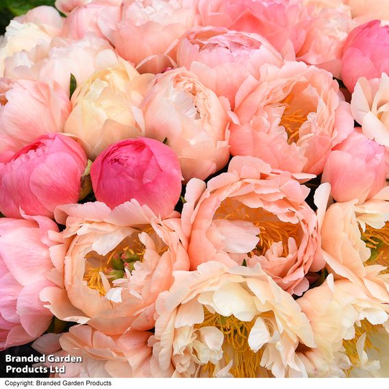 Nurserymans Choice Pink Peony