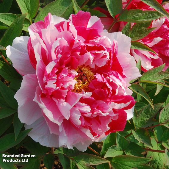 Tree Peony 'Dao Jin'