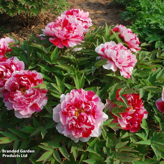 Tree Peony 'Dao Jin'