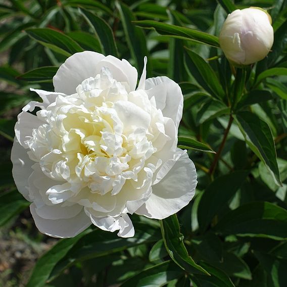 Peony 'Double White'