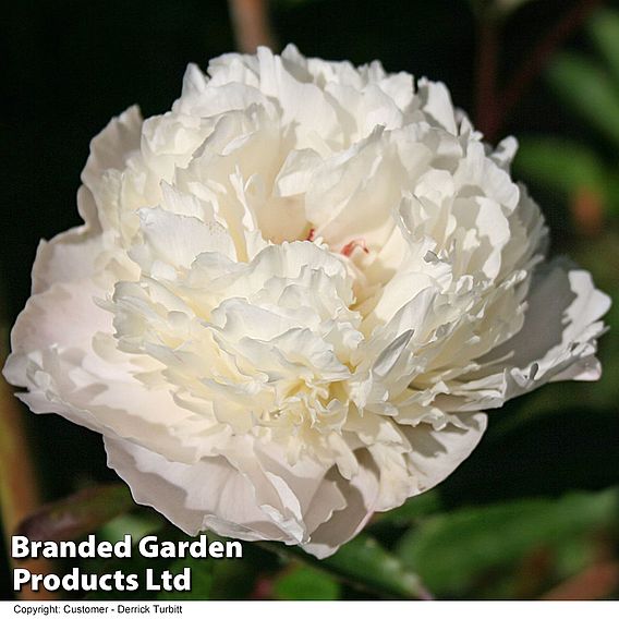 Peony 'Duchesse de Nemours'