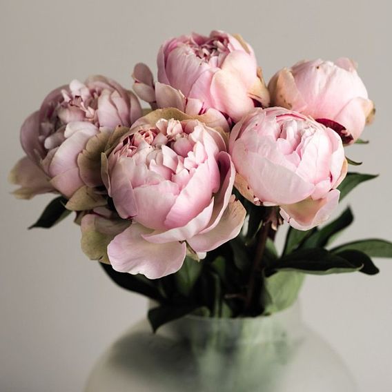 Peony 'Eden's Perfume'