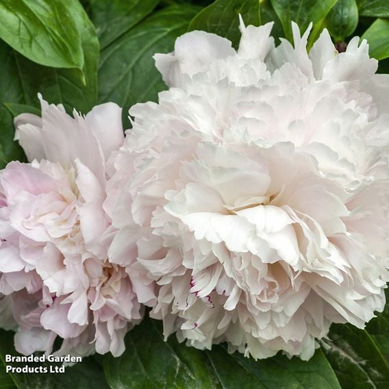 Nurserymans Choice Pink Peony
