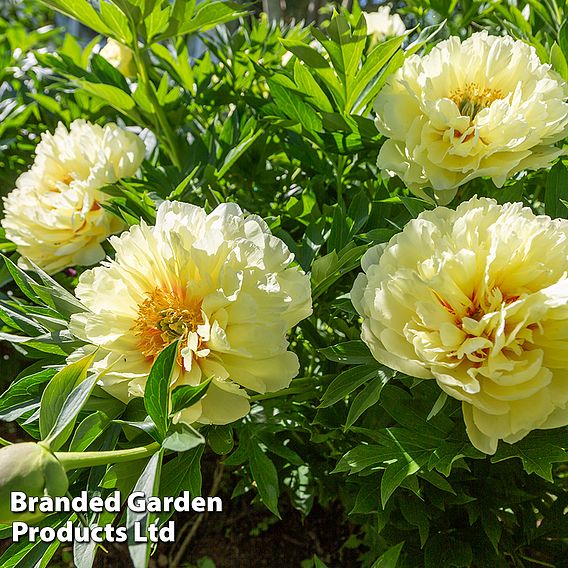 Peony 'Garden Treasure'