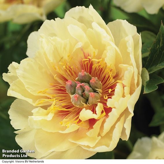 Peony 'Garden Treasure'
