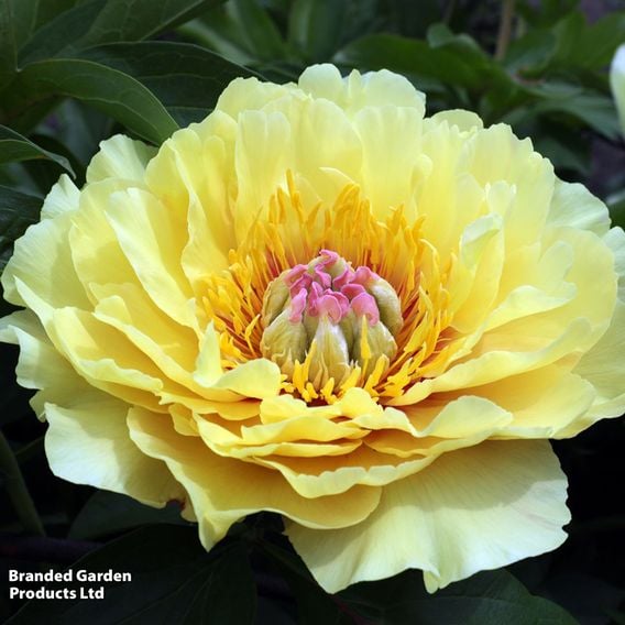Peony 'Garden Treasure'