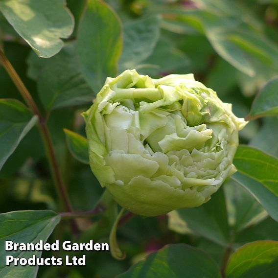 Tree Peony 'Fragrant Green Ball'