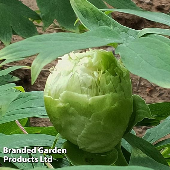 Tree Peony 'Fragrant Green Ball'