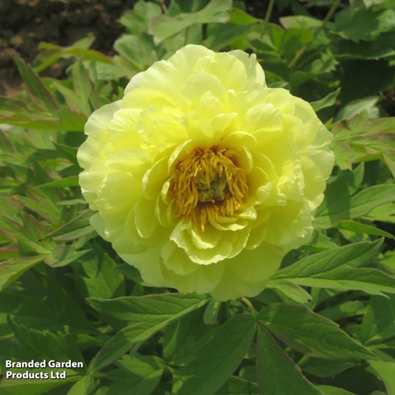Tree Peony 'High Noon'