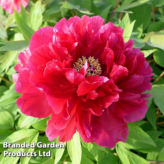 Tree Peony 'Hohki'