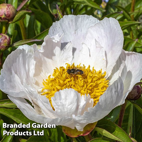 Peony 'Jan van Leeuwen'