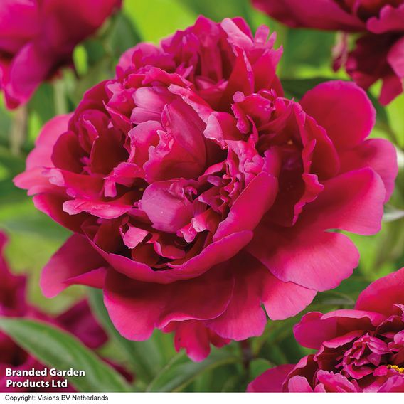 Summer Plant & Bulb Bundle