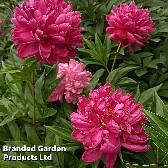 Peony 'Karl Rosenfield'