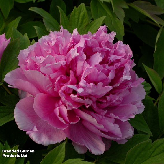 Tree Peony 'Lu He Hong'