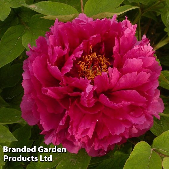 Tree Peony 'Luoyang Hong'