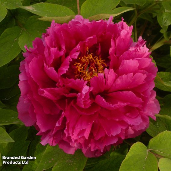 Tree Peony 'Luoyang Hong'