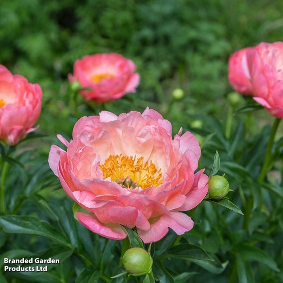 Nurserymans Choice Pink Peony