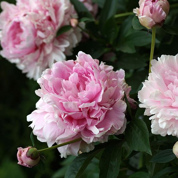 Peony 'Double Pink'