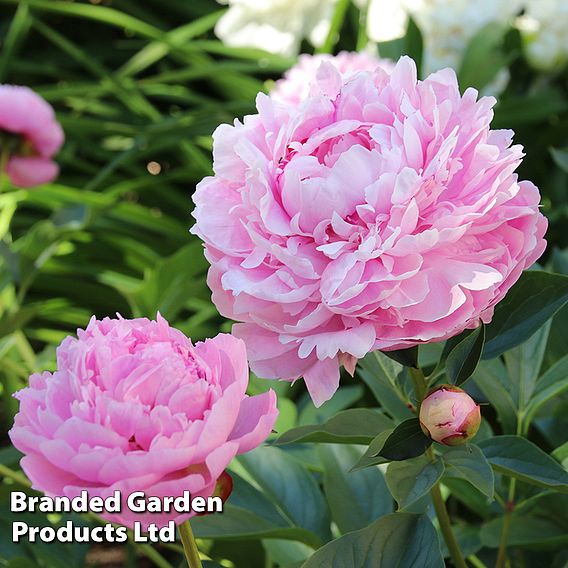 Peony 'Sarah Bernhardt'