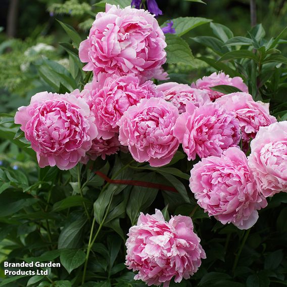 Peony Best Selling Collection