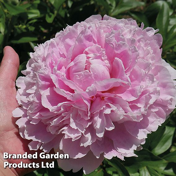 Peony 'Sarah Bernhardt'