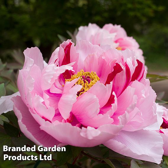 Tree Peony 'Shima Nishiki'