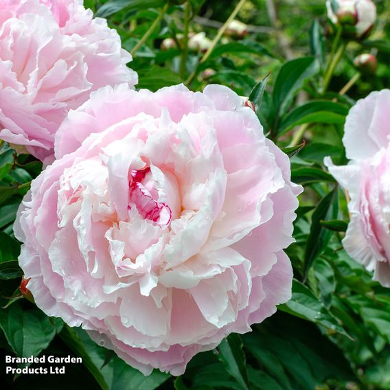Nurserymans Choice Pink Peony