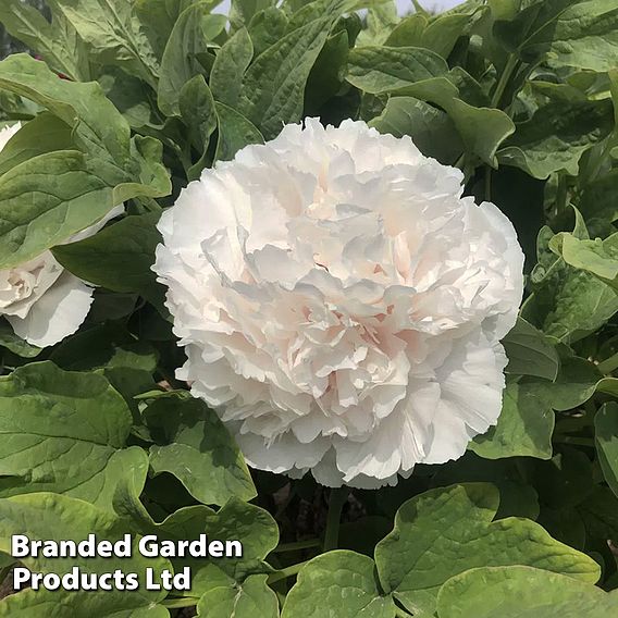 Tree Peony 'Snow Tower'