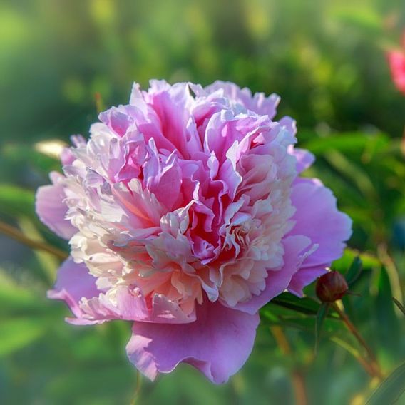 Peony 'Sorbet'