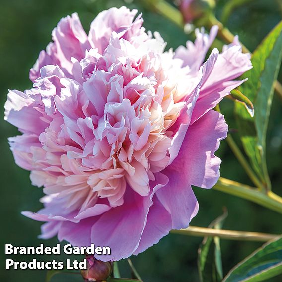 Peony 'Sorbet'