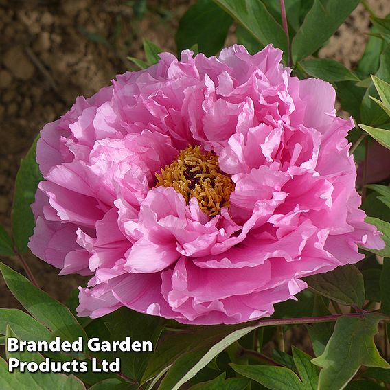 Tree Peony 'Yin Hong Qiao Dui'