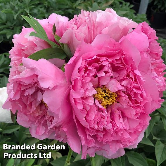 Tree Peony 'Yin Hong Qiao Dui'