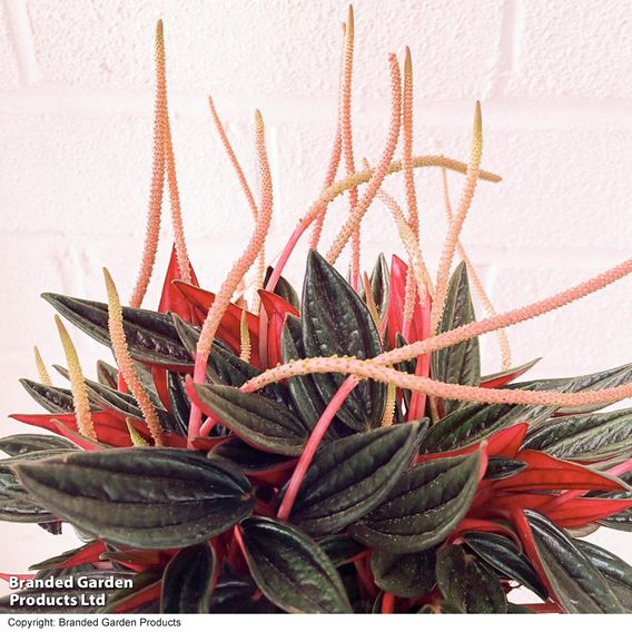 Peperomia caperata 'Rosso'