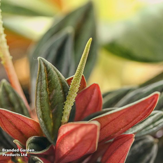 Peperomia caperata 'Rosso'