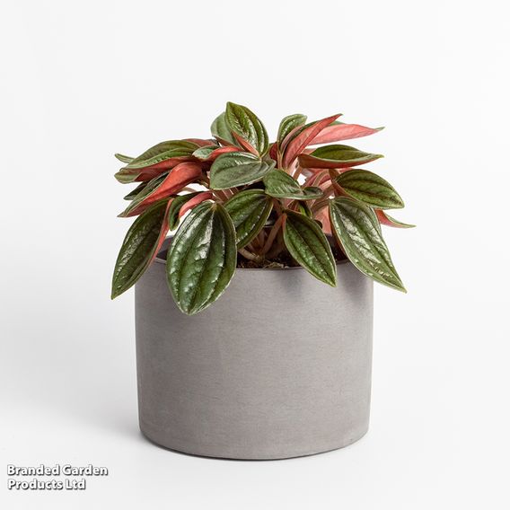 Peperomia caperata 'Rosso'