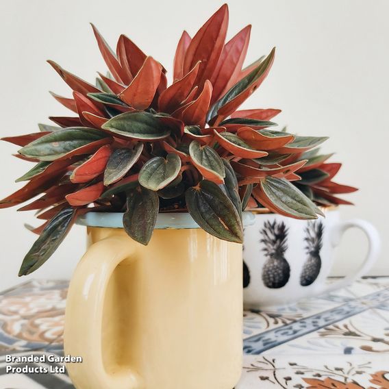 Peperomia caperata 'Rosso'