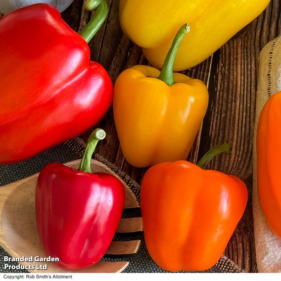Sweet Pepper Aurora Collection