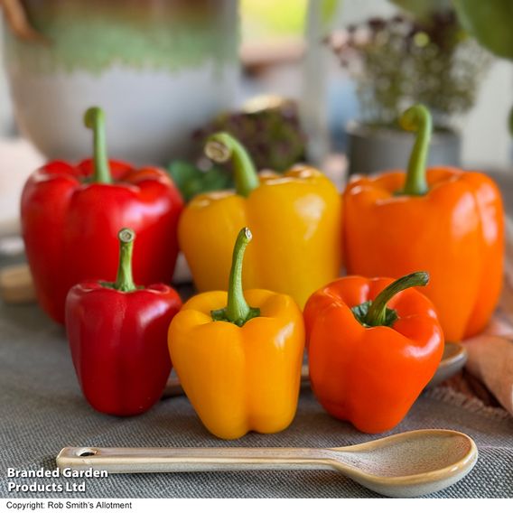 Sweet Pepper Aurora Collection